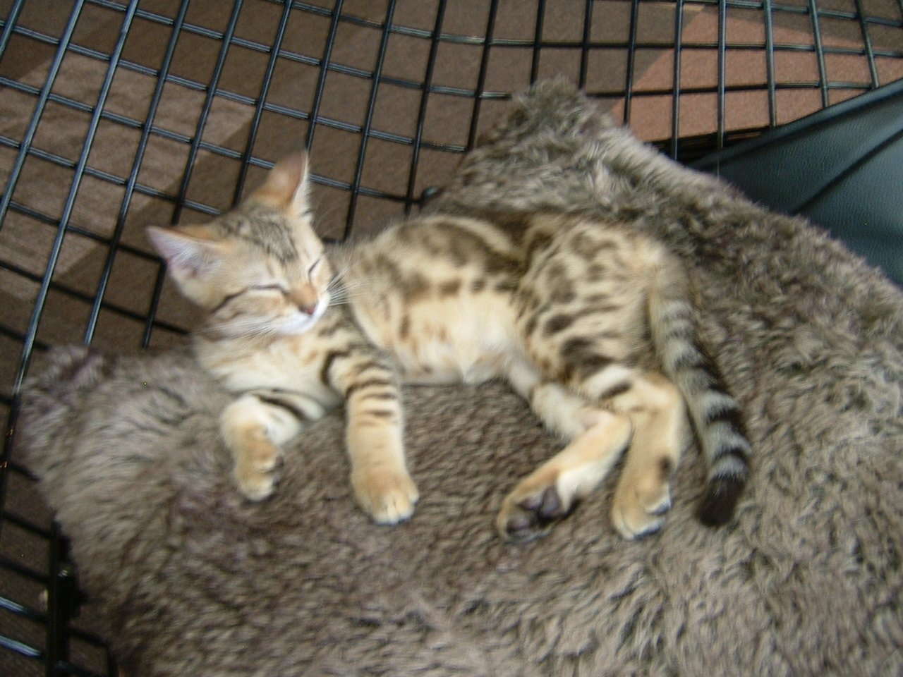 長岡のねこカフェ 2 Class ブログ