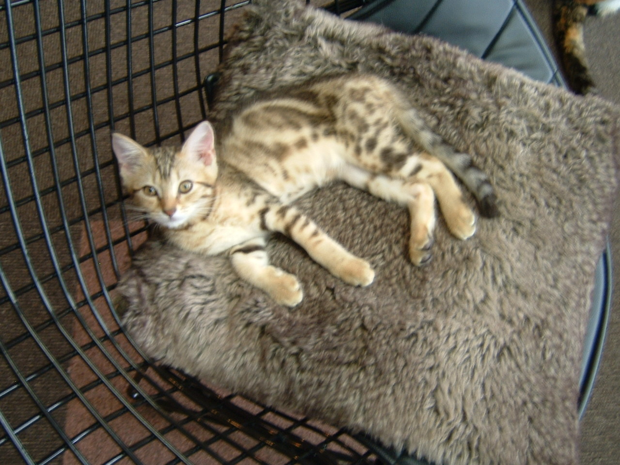 長岡のねこカフェ 2 Class ブログ
