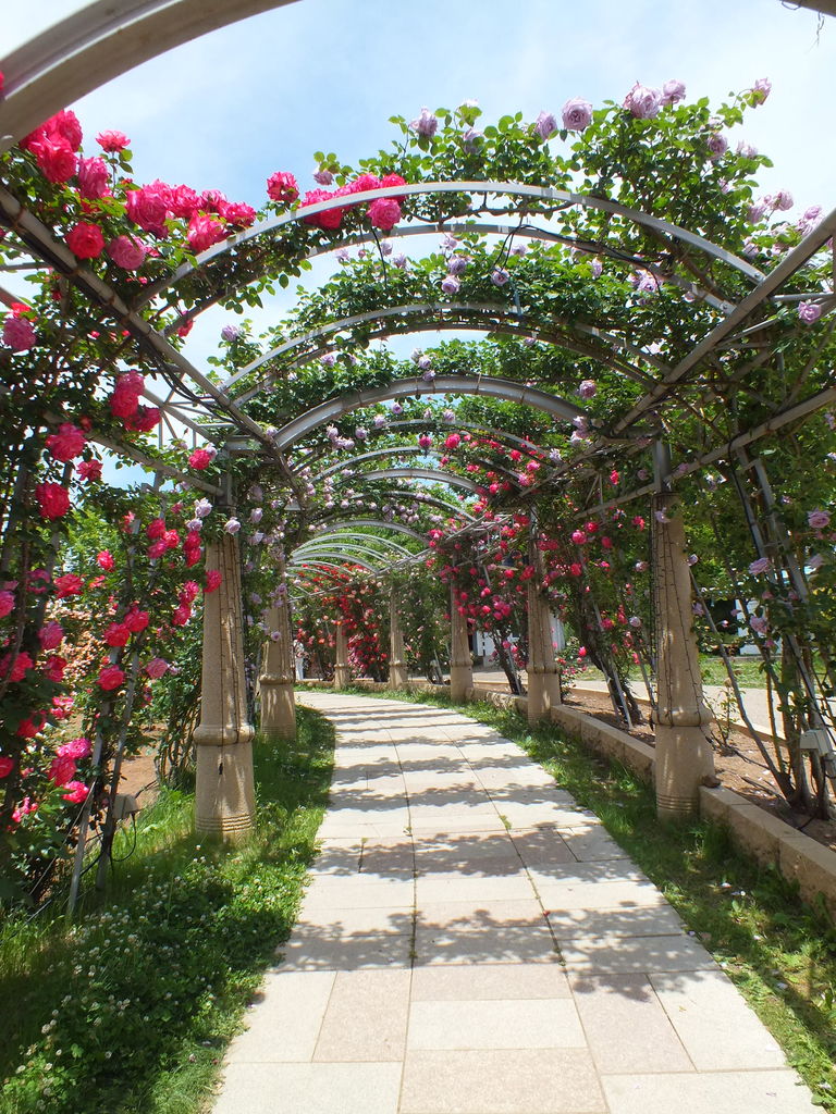 バラ色の世界 日本一長いバラの回廊を散歩 山梨県北杜市 ハイジの村 お弁当と散歩の手帳