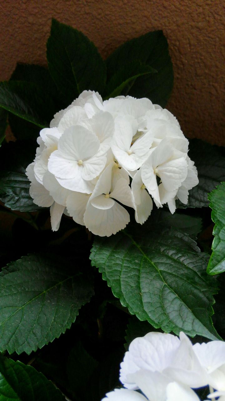 19 06 10 月 豆干絲 トーカンスー のヘルシーペパロンチーノ弁当 お弁当と散歩の手帳