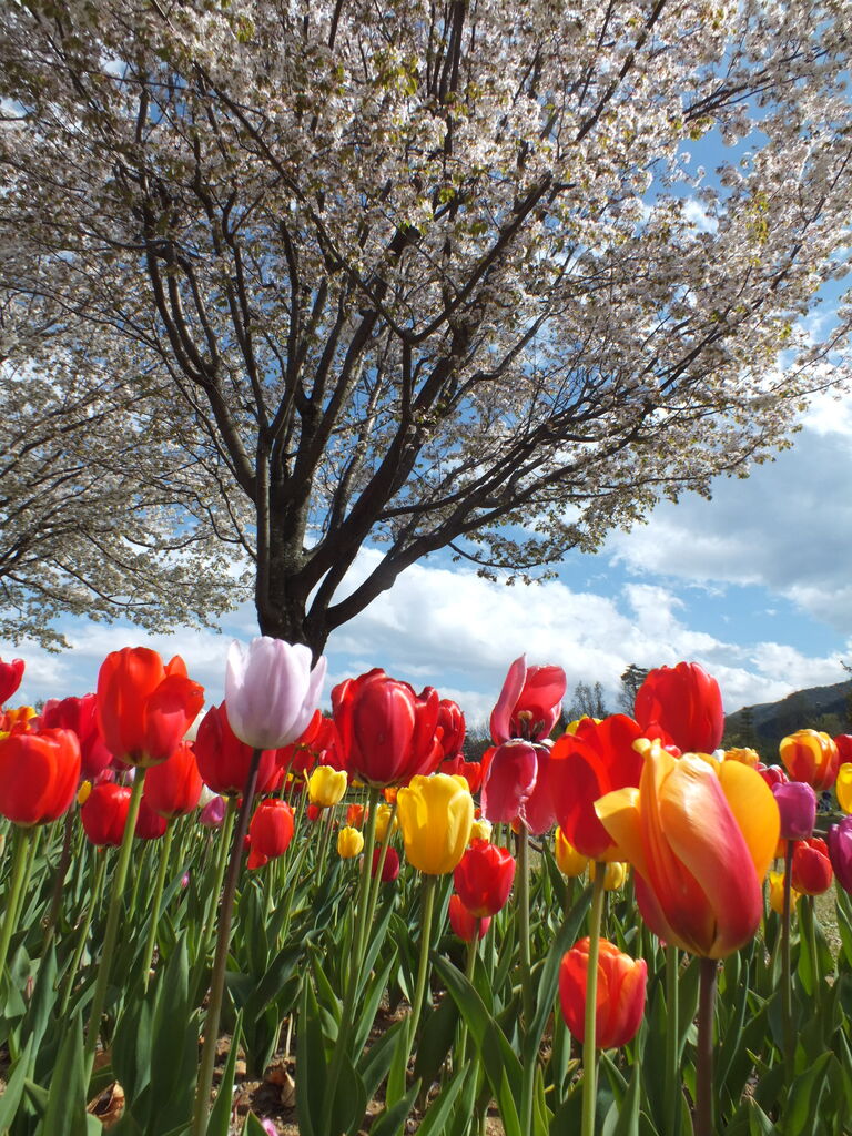 花の宝庫 北アルプス山麓に広がる広大な花畑を散歩 長野県安曇野市 国営アルプスあづみの公園 堀金 穂高地区 お弁当と散歩の手帳