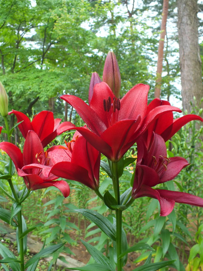 絶景 深紅のゆり ダイナミックス群れ咲くお花畑を散歩 富山県 氷見あいやまガーデン お弁当と散歩の手帳