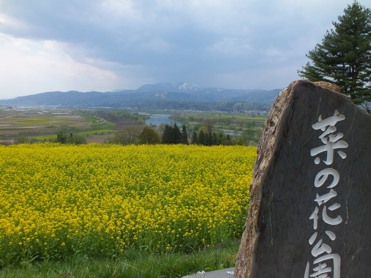 おぼろ月夜 雪国の小京都で菜の花畑を散歩 長野県飯山市 菜の花公園 お弁当と散歩の手帳 おぼろ月夜 雪国の小京都で菜の花畑を散歩 長野県飯山市 菜の花公園 お弁当と散歩の手帳