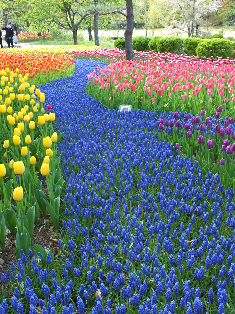 花の宝庫 北アルプス山麓に広がる広大な花畑を散歩 長野県安曇野市 国営アルプスあづみの公園 堀金 穂高地区 お弁当と散歩の手帳