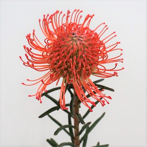 ピンクッション サクセション からくりからくさ