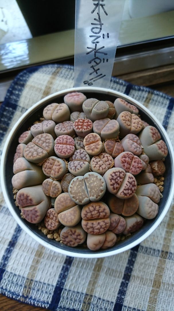 19年06月 からくりからくさ