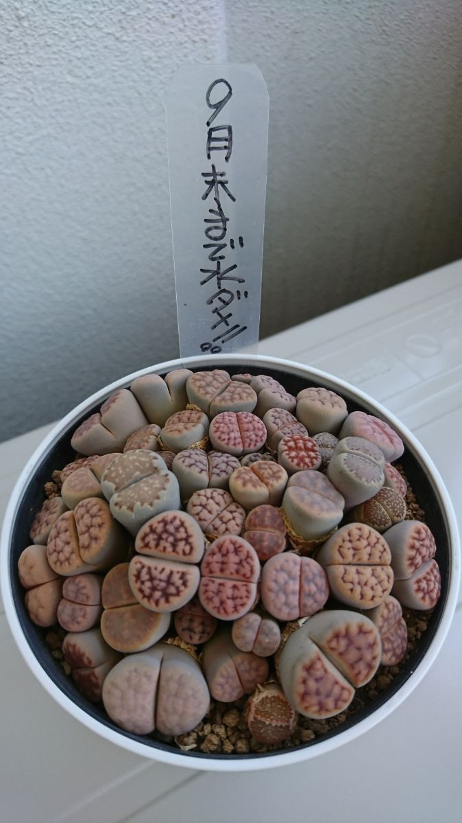 19年06月 からくりからくさ