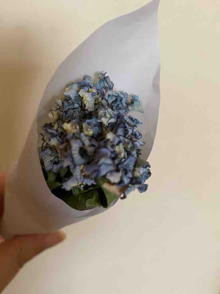 6月に行う紫陽花のおまじない 汚部屋 片付け 掃除日記 6月に行う紫陽花のおまじない 汚部屋 片付け 掃除日記