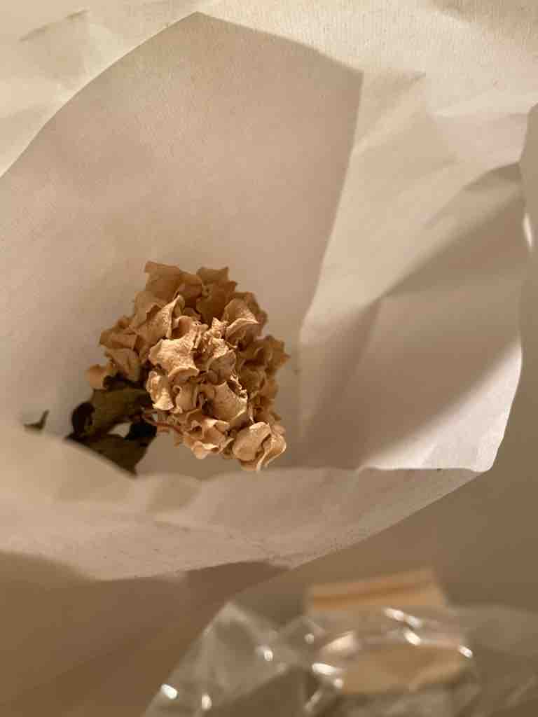 6月に行う紫陽花のおまじない 汚部屋 片付け 掃除日記 6月に行う紫陽花のおまじない 汚部屋 片付け 掃除日記