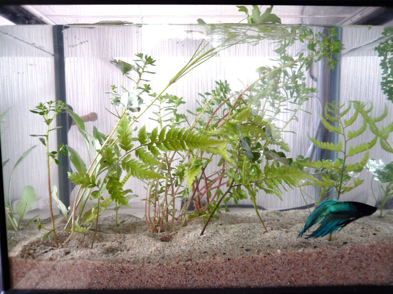 雑草で 水草に でこぼこ日記