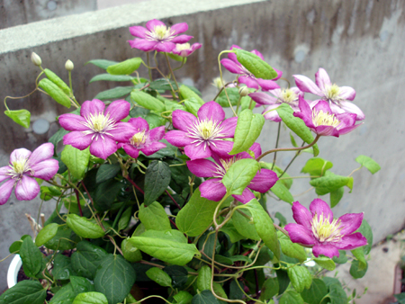 生えて 芽吹いて クレマチス 生えて 芽吹いて クレマチス