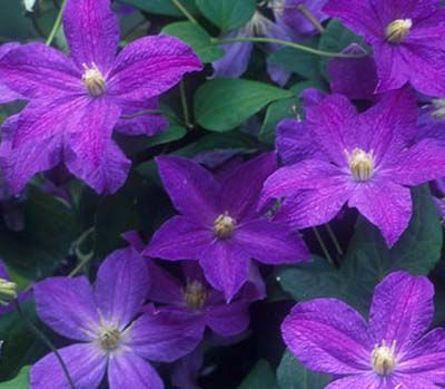 生えて 芽吹いて クレマチス 生えて 芽吹いて クレマチス