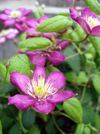 生えて 芽吹いて クレマチス 生えて 芽吹いて クレマチス