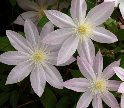 生えて 芽吹いて クレマチス 生えて 芽吹いて クレマチス