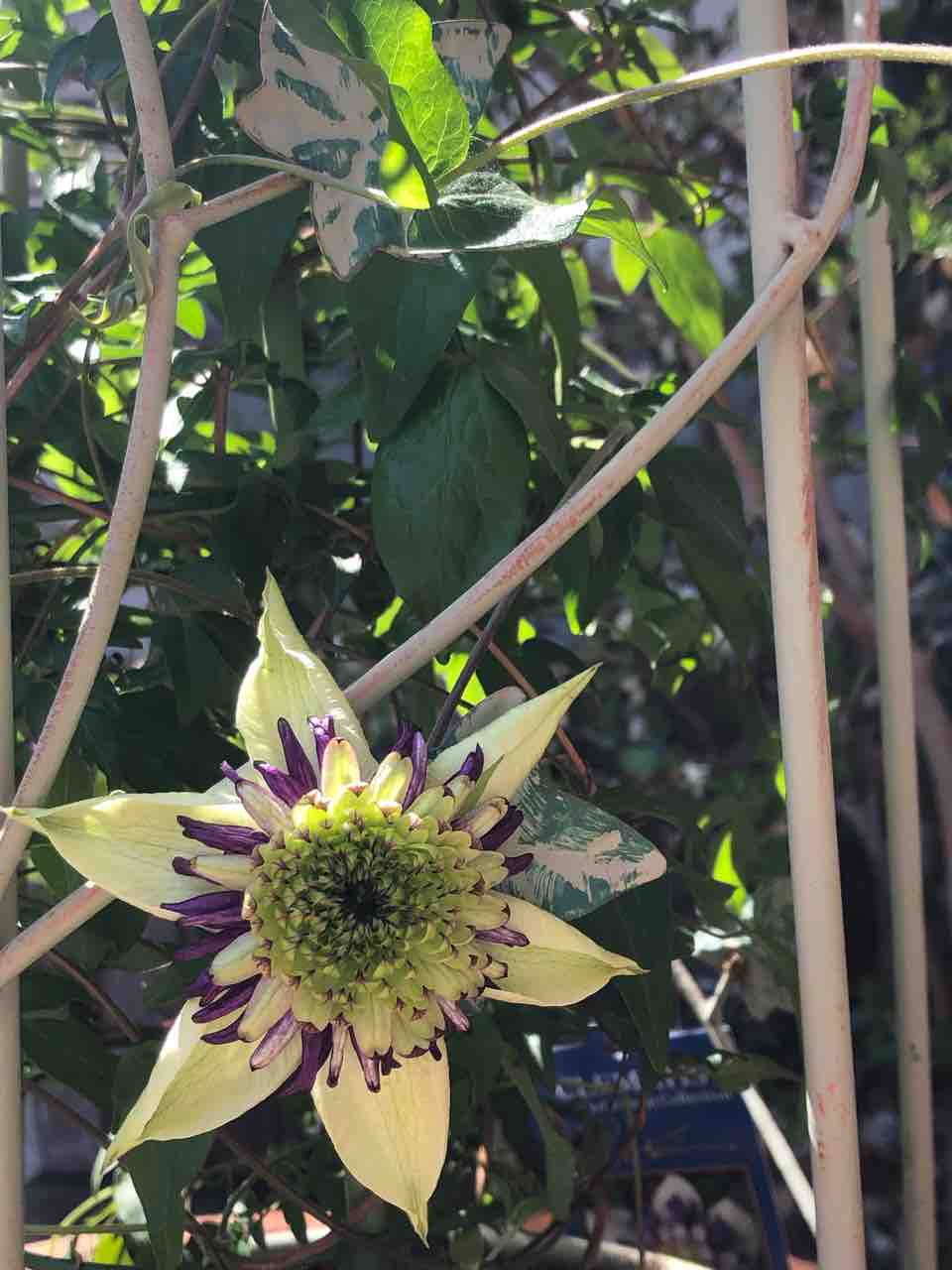 ゴールデンウィーク クレマチスとアジサイと 生えて 芽吹いて クレマチス