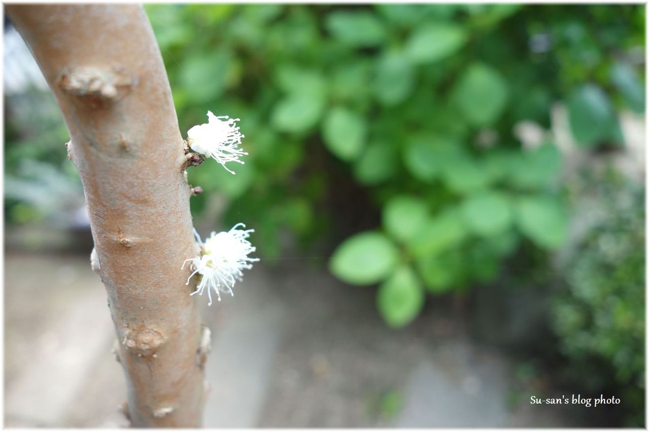 キッチンブロガーのガーデニング日記 ジャボチカバ