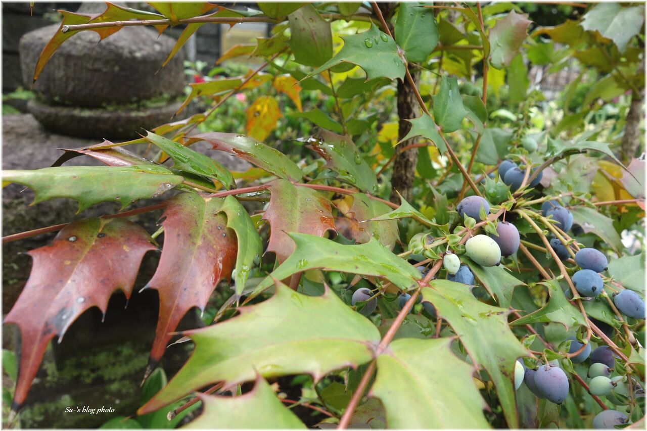 キッチンブロガーのガーデニング日記 厄除け植物