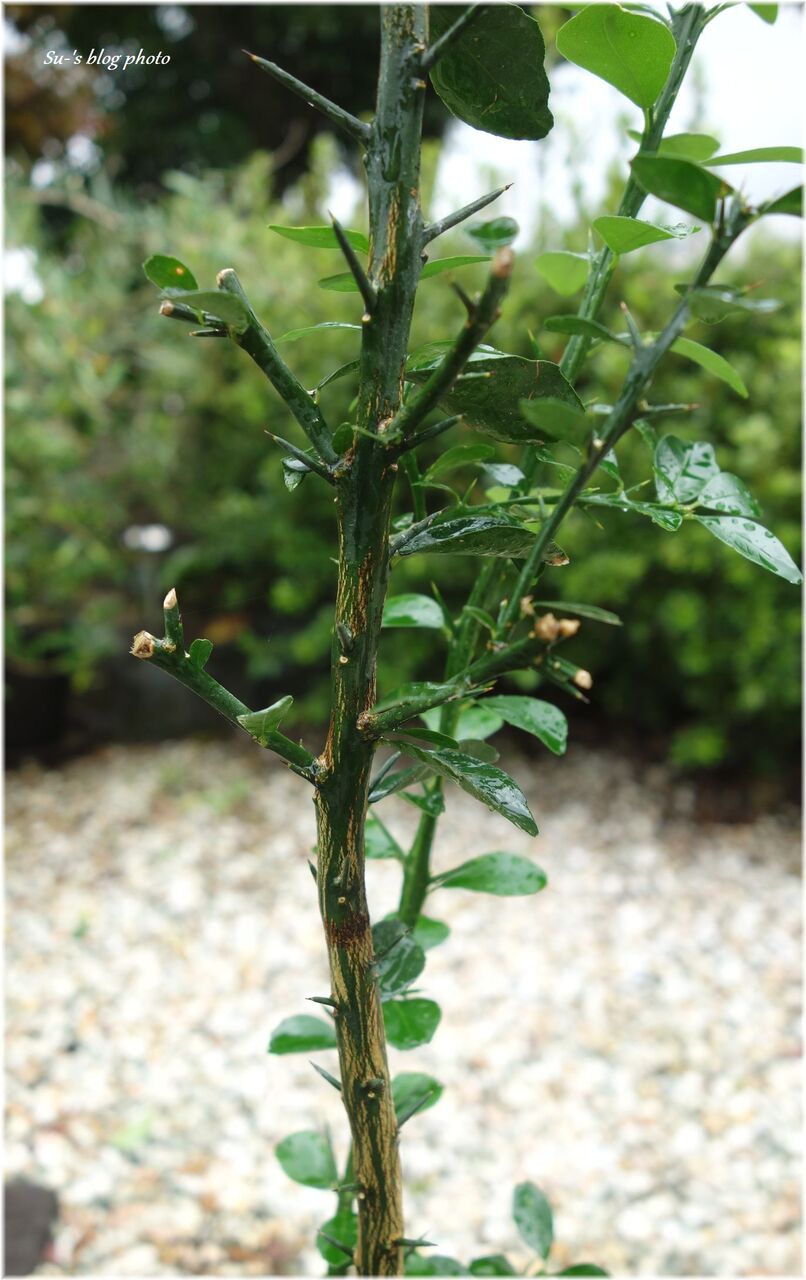 キッチンブロガーのガーデニング日記 フィンガー ライム