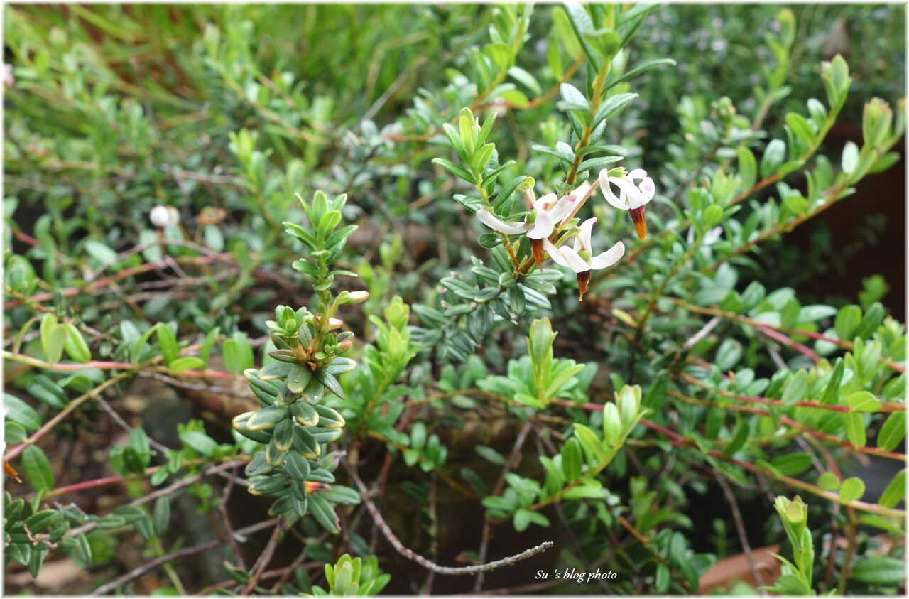 キッチンブロガーのガーデニング日記 クランベリー ツルコケモモ の花が咲き始めました