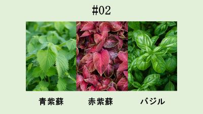 白鶴ジン3