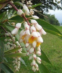 オリオンジンソーダ2