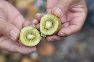 キウイのたまごs