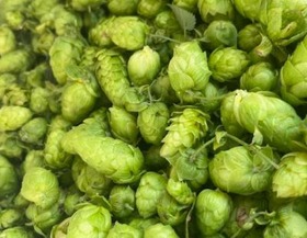 ホップの煌めき2