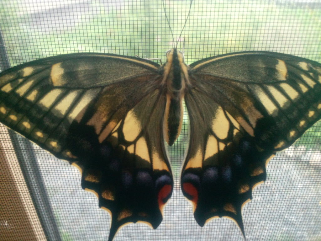 わが家のペット 旅立ち アゲハ蝶とイタリアンパセリ 姫路の造形美術アトリエ なないろの種