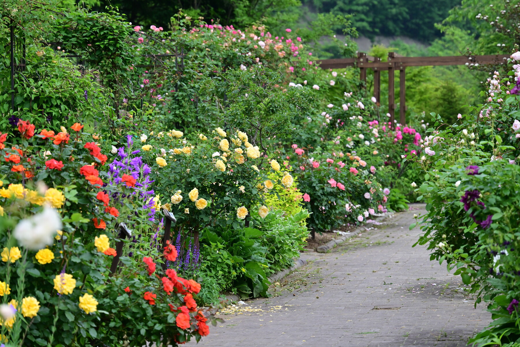 仙台泉ボタニカルガーデン 21年6月7日 1 2 薔薇の季節 クリントンのひとりごと