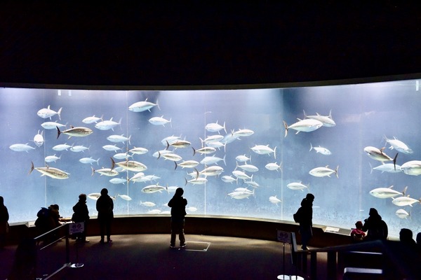 �פ�����ơֳ����׳�����פȤ��䤹�ߥ��󥰡֤��ä�����ʡ��ǡ�