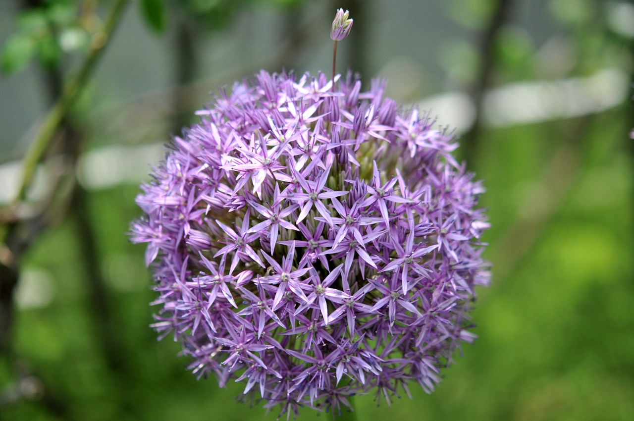 今日の花たち 5 29 クリントンのひとりごと