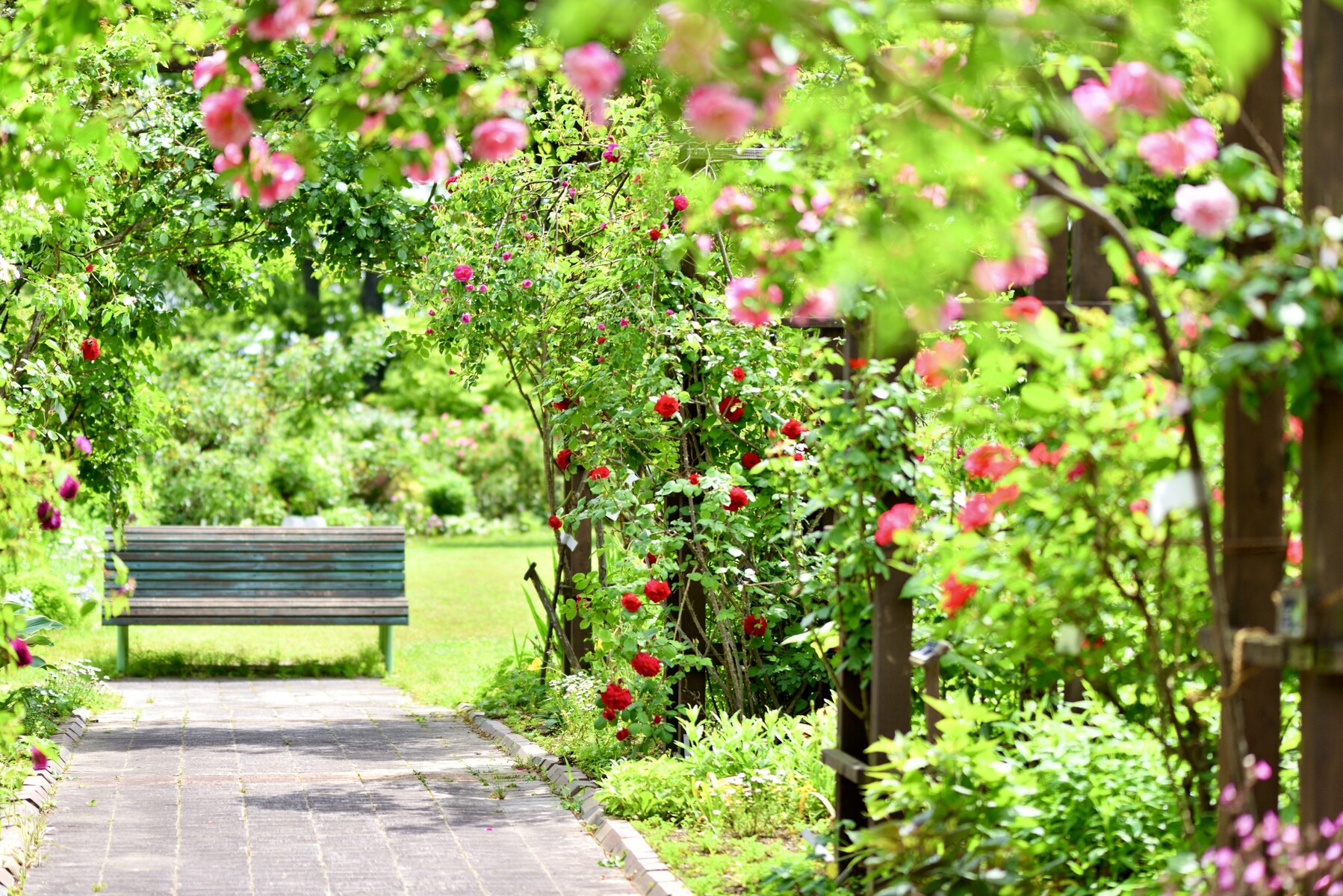 仙台泉ボタニカルガーデン6月 クリントンのひとりごと