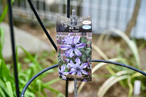 クレマチス「流星」の植え付け : クリントンのひとりごと
