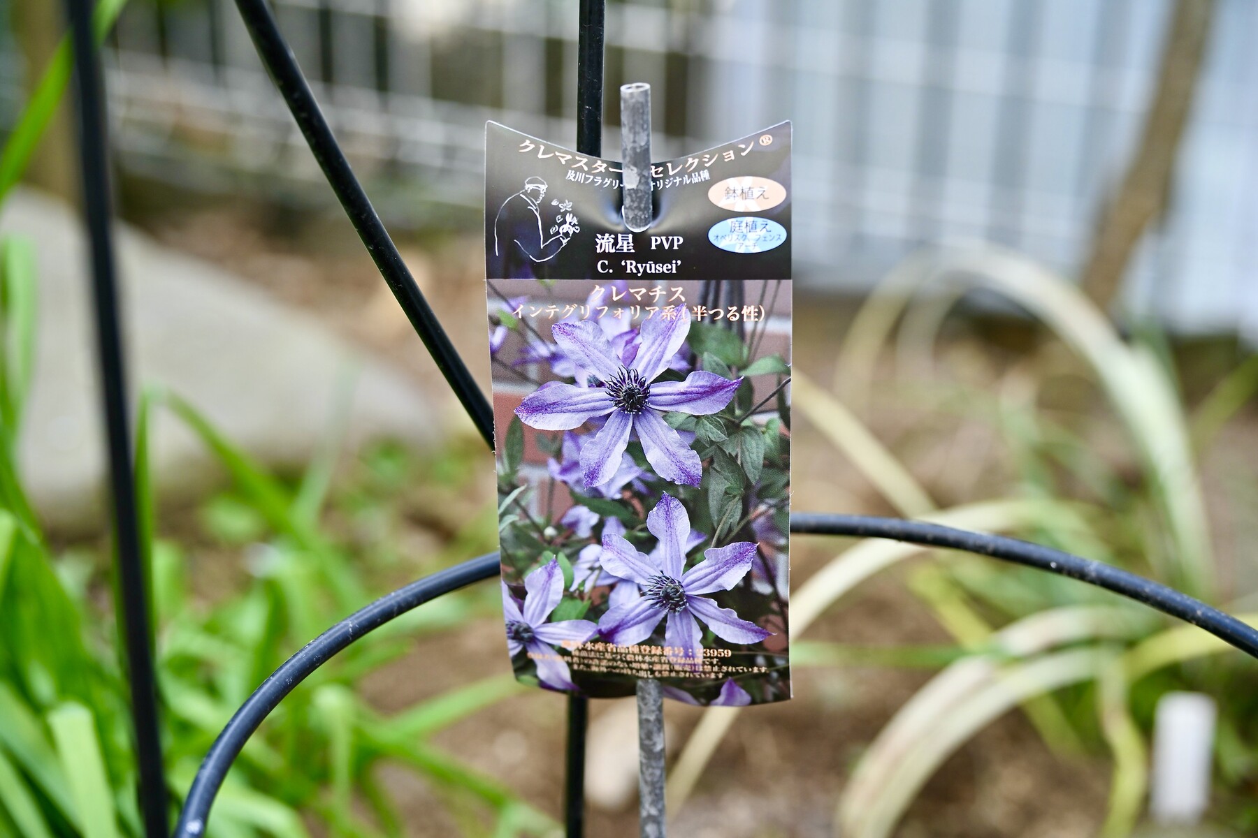 クレマチス「流星」の植え付け : クリントンのひとりごと