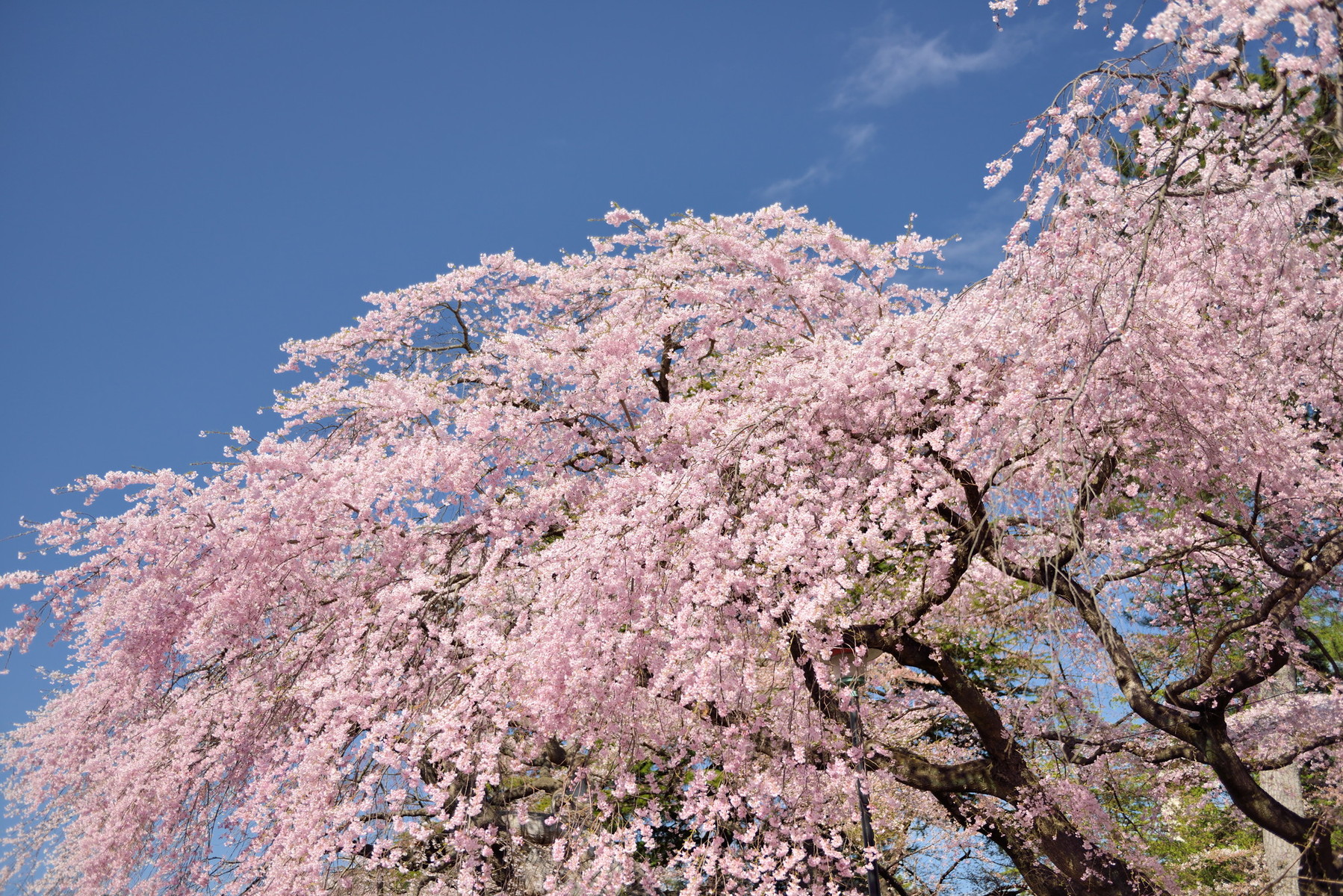 榴岡公園 桜が満開になりました クリントンのひとりごと