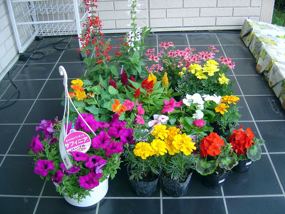 夏花花壇へ クリントンのひとりごと