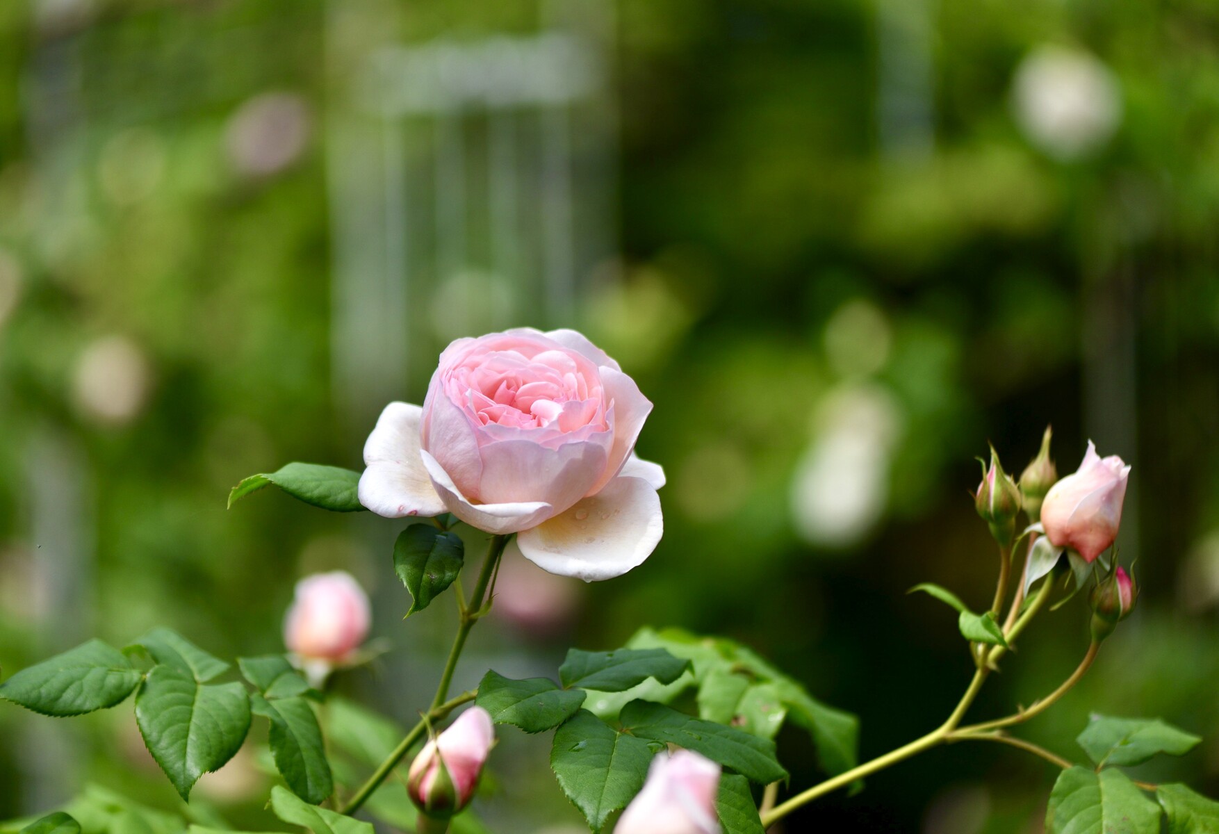 仙台泉ボタニカルガーデン6月 クリントンのひとりごと