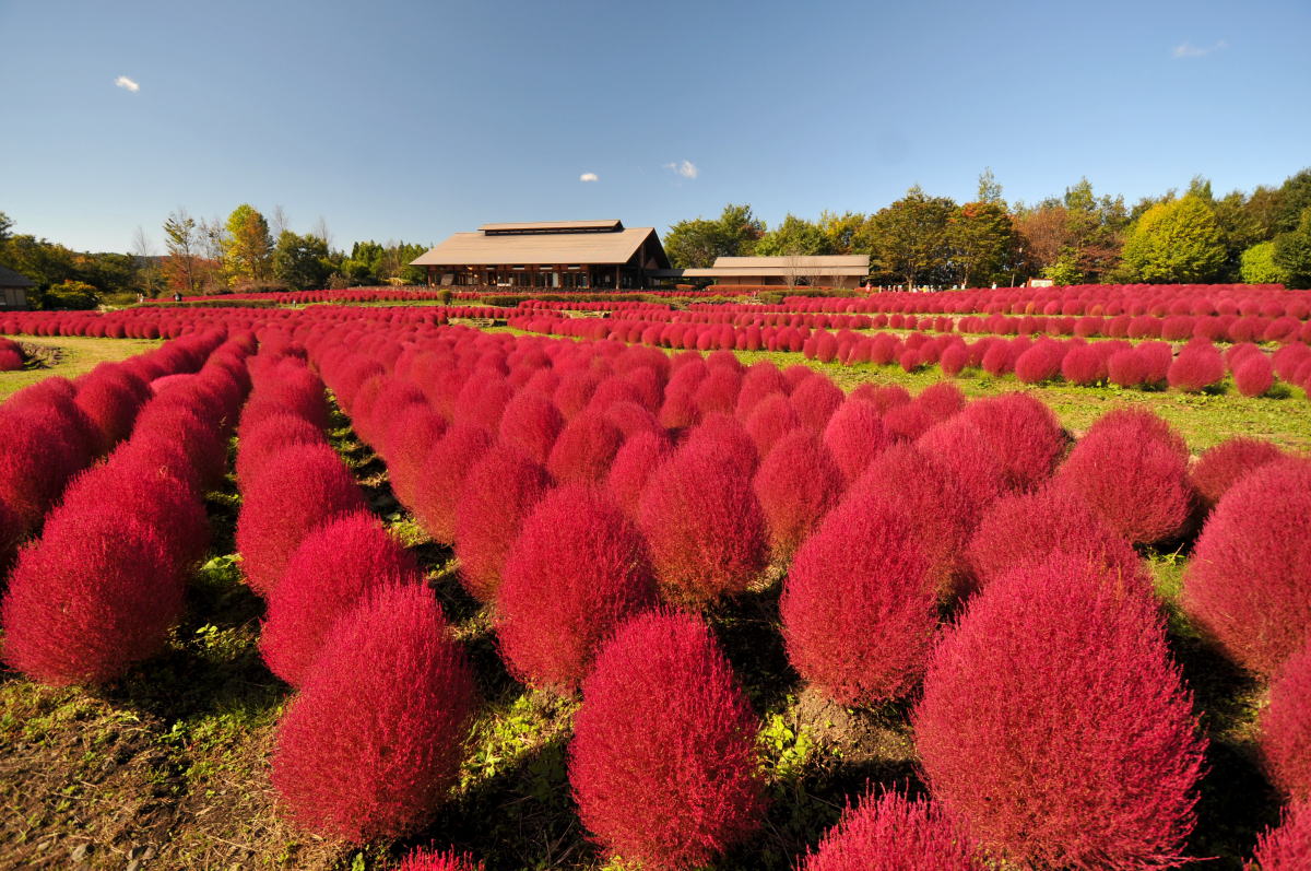 コキア畑に行ってきました クリントンのひとりごと