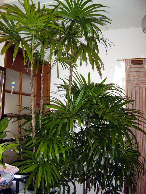 冬支度 ジャングル化 クリントンのひとりごと 冬支度 ジャングル化 クリントンのひとりごと