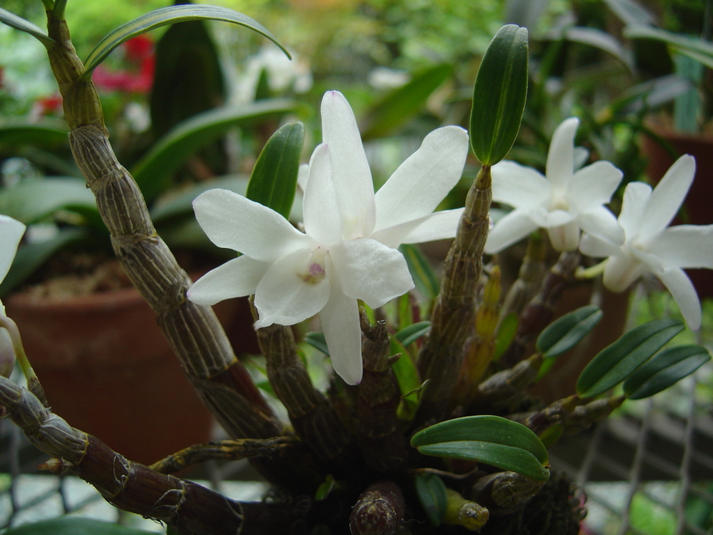 セッコクが咲きました クリントンのひとりごと セッコクが咲きました クリントンのひとりごと
