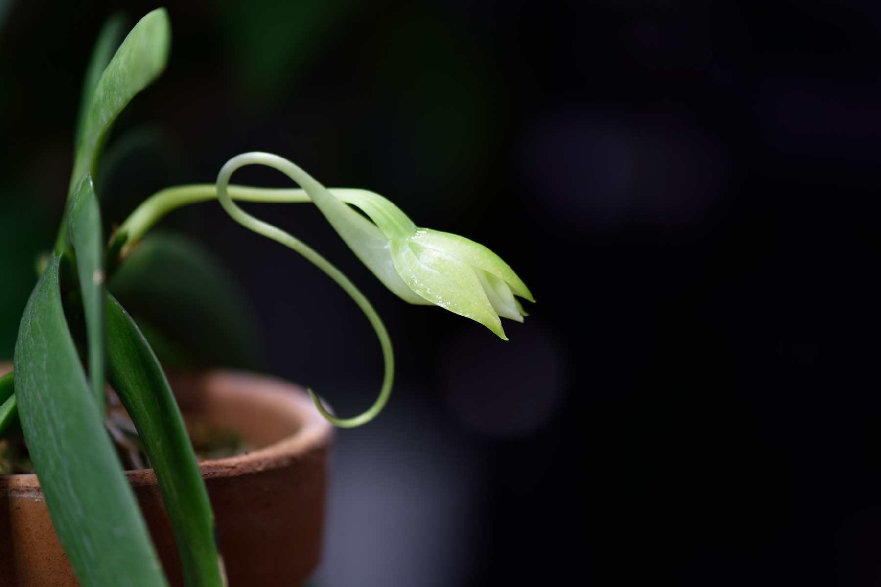 アングレカム レオニス開花 クリントンのひとりごと アングレカム レオニス開花 クリントンのひとりごと