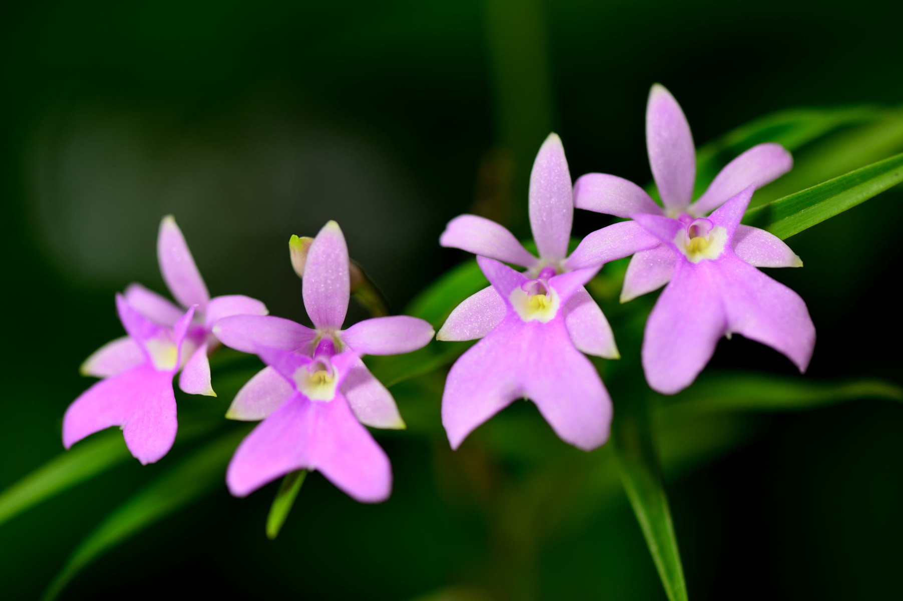 エピデンドルム エピデンドラム セントロペタラムが開花しました クリントンのひとりごと