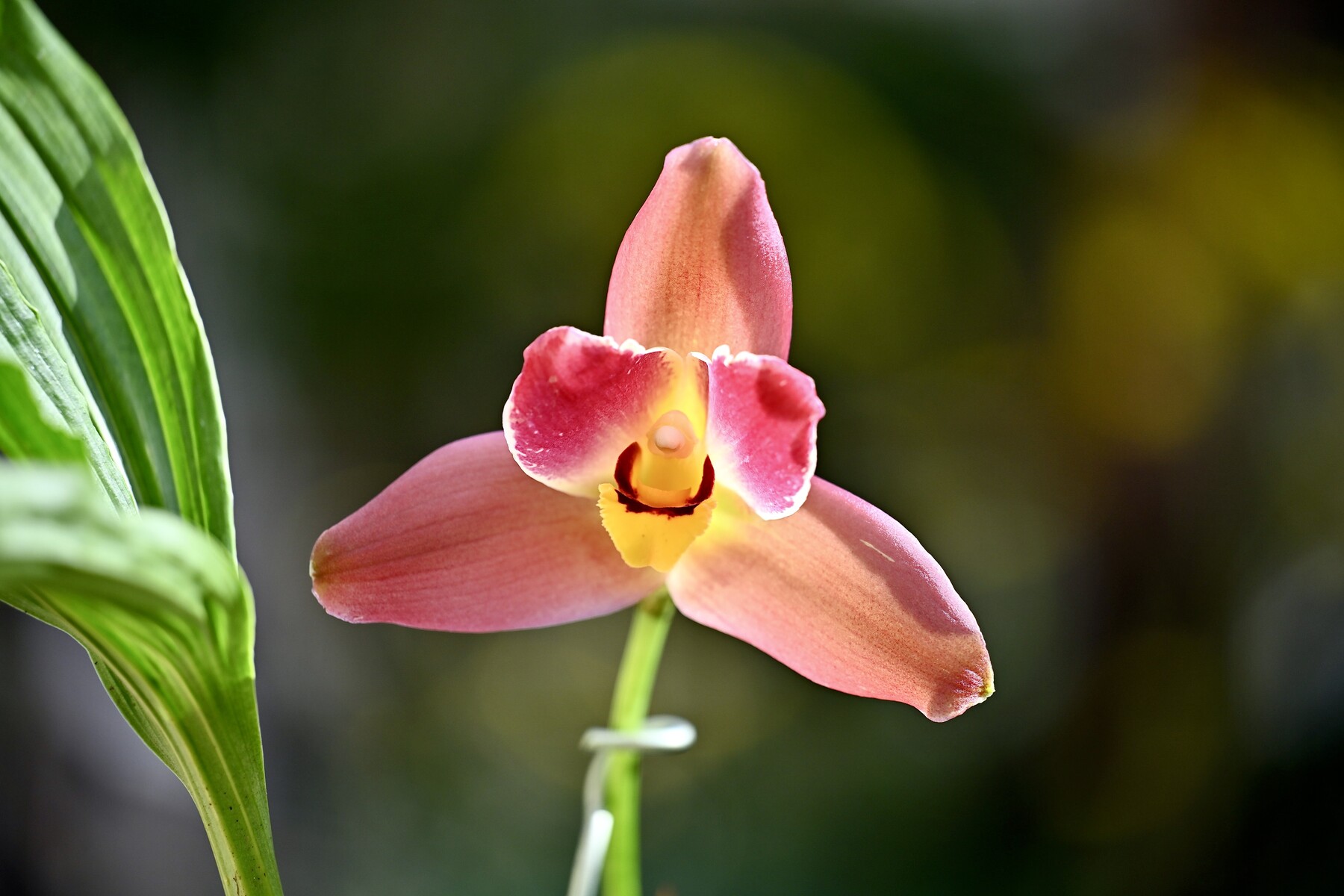 リカステ開花 クリントンのひとりごと