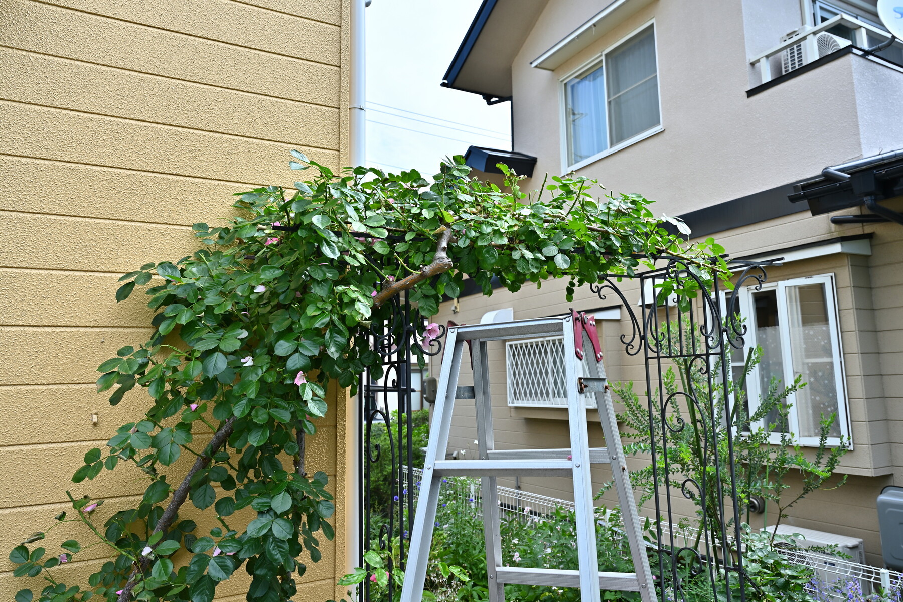 ガーデニング つる薔薇花後剪定 クリントンのひとりごと