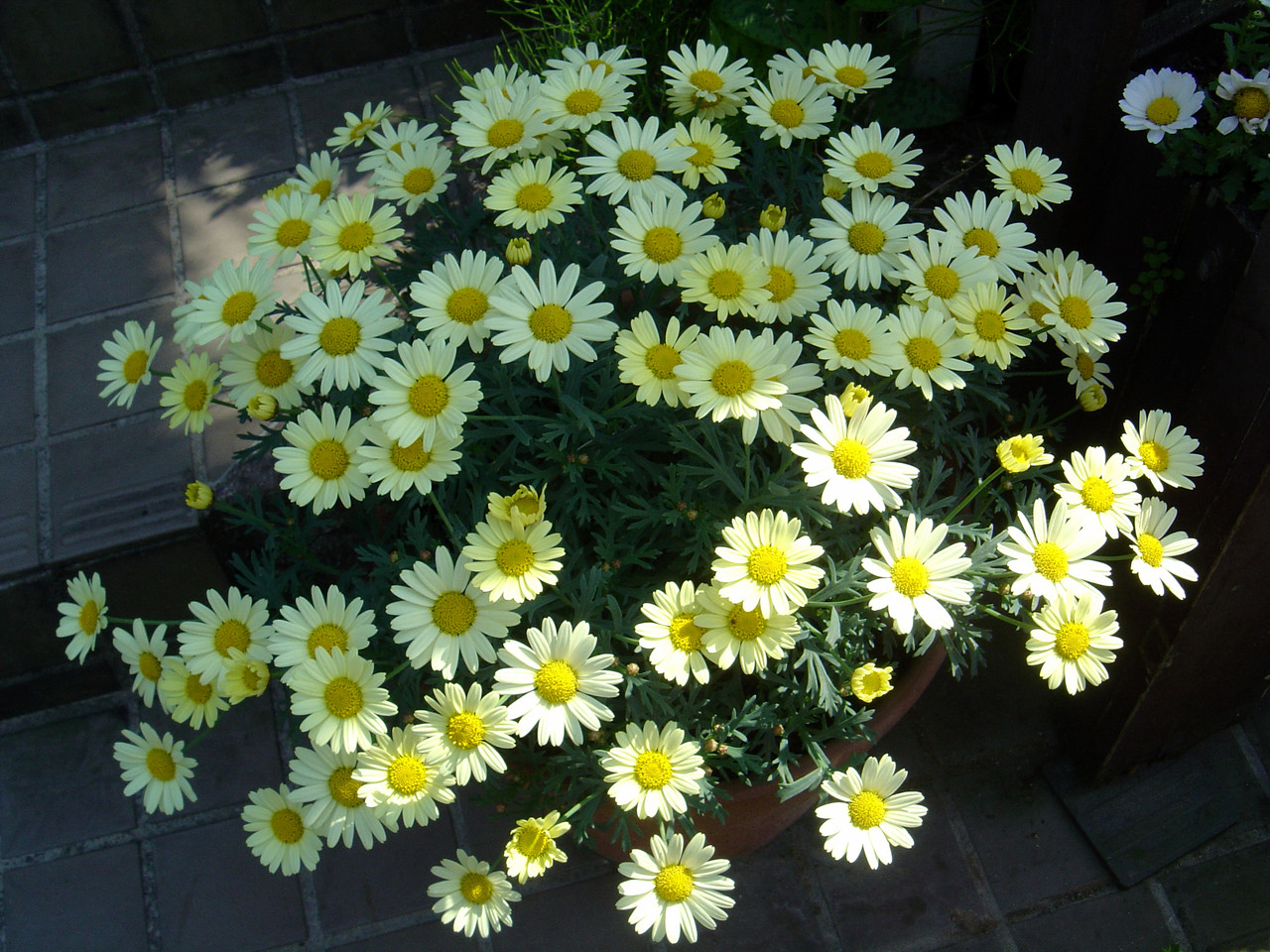 夏の寄せ植え鉢花と遅咲きチューリップ クリントンのひとりごと 夏の寄せ植え鉢花と遅咲きチューリップ クリントンのひとりごと