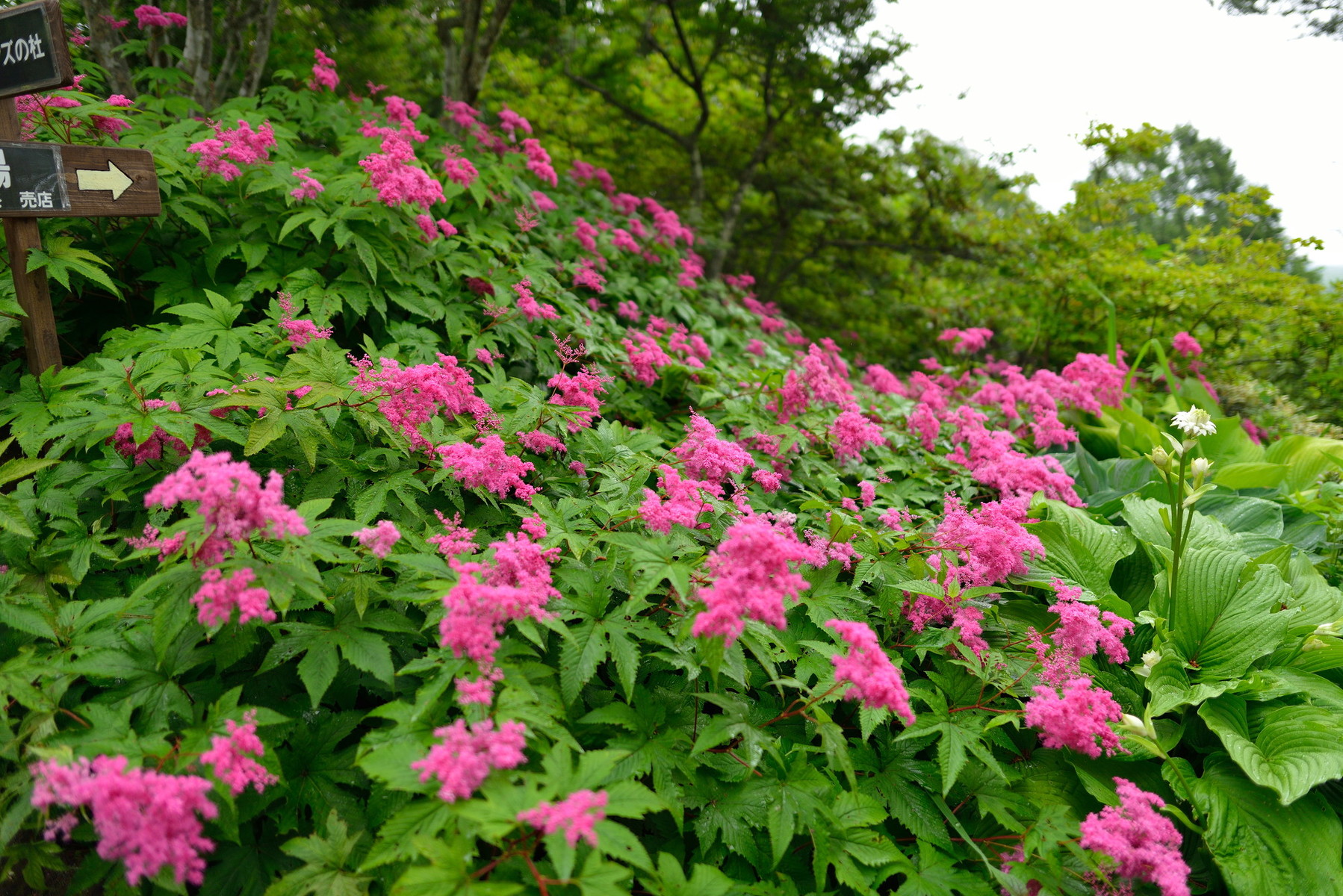 仙台泉ボタニカルガーデン 6 22 クリントンのひとりごと