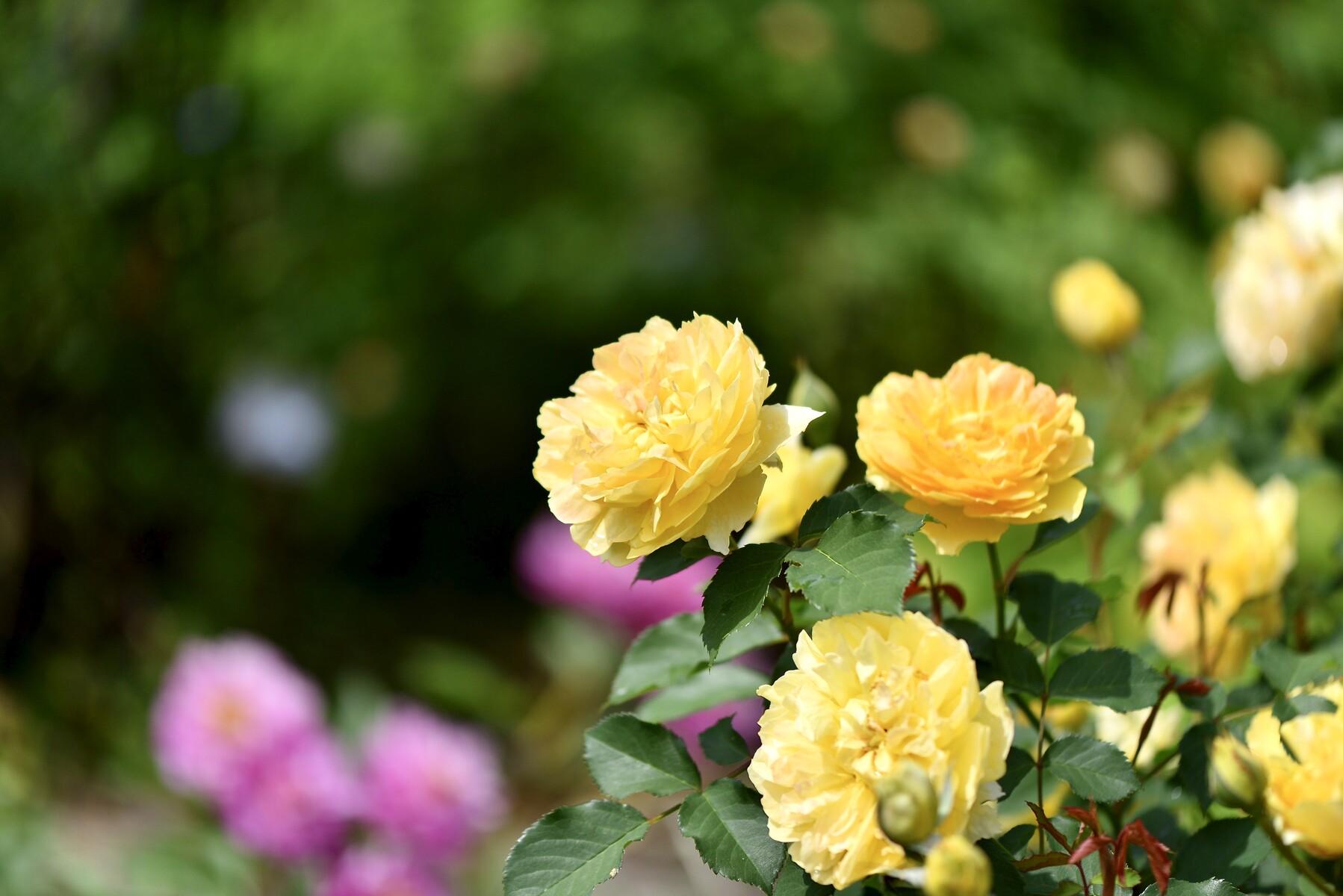 仙台泉ボタニカルガーデン6月 クリントンのひとりごと