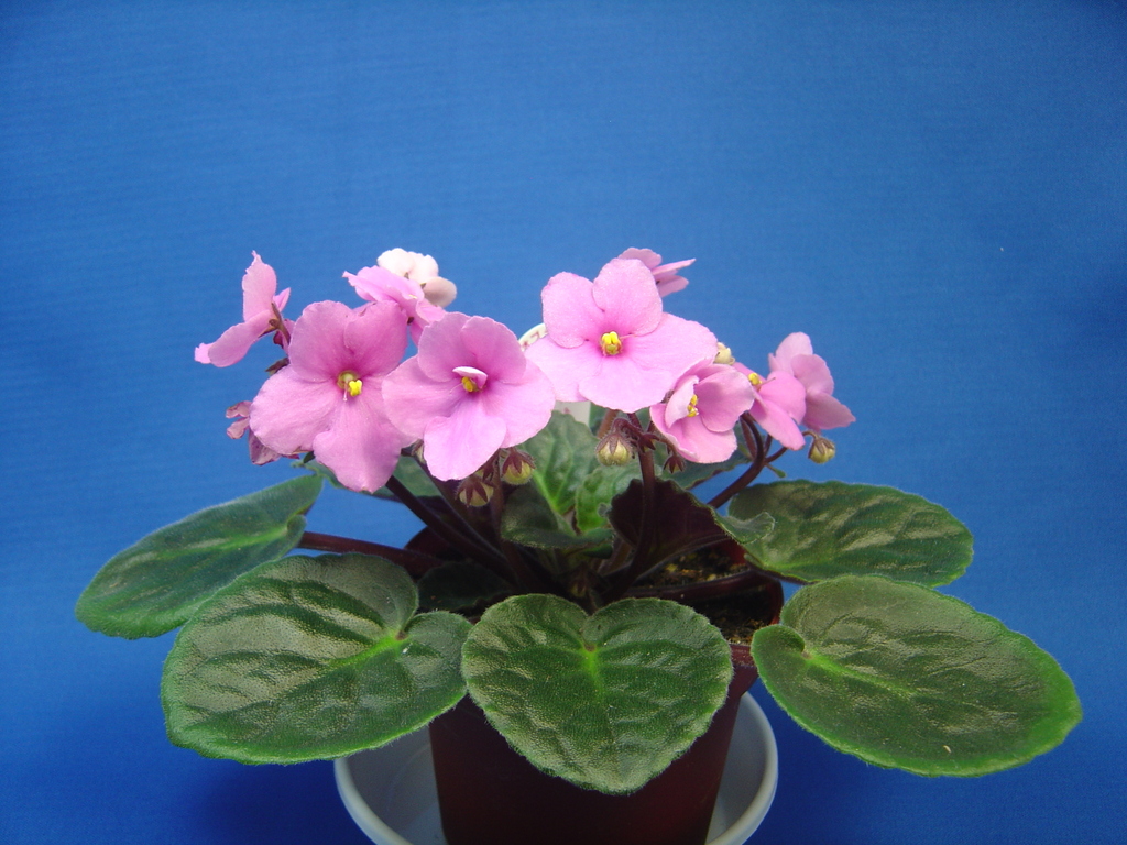 マステバリアとセントポーリア クリントンのひとりごと