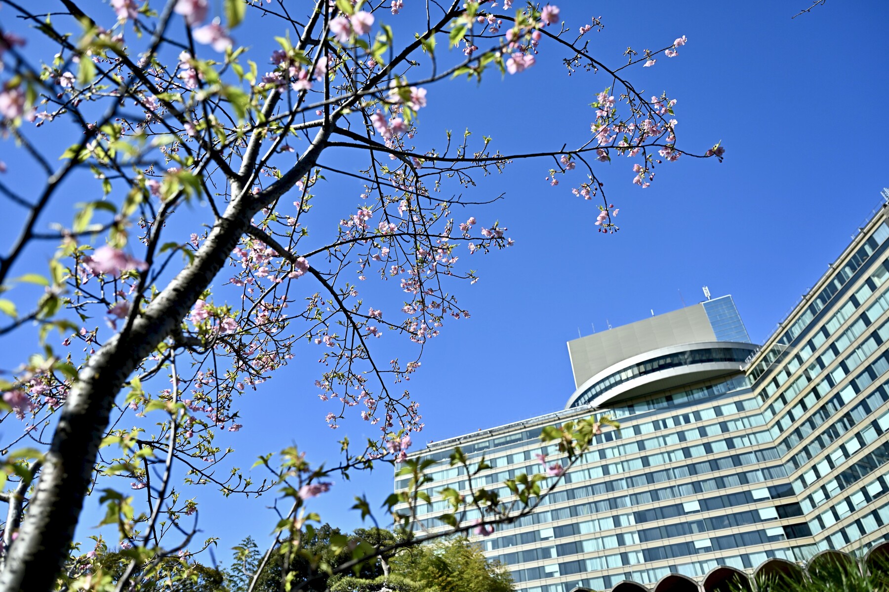 ぶらり東京年2月 2 4 ホテルニューオータニ日本庭園 クリントンのひとりごと