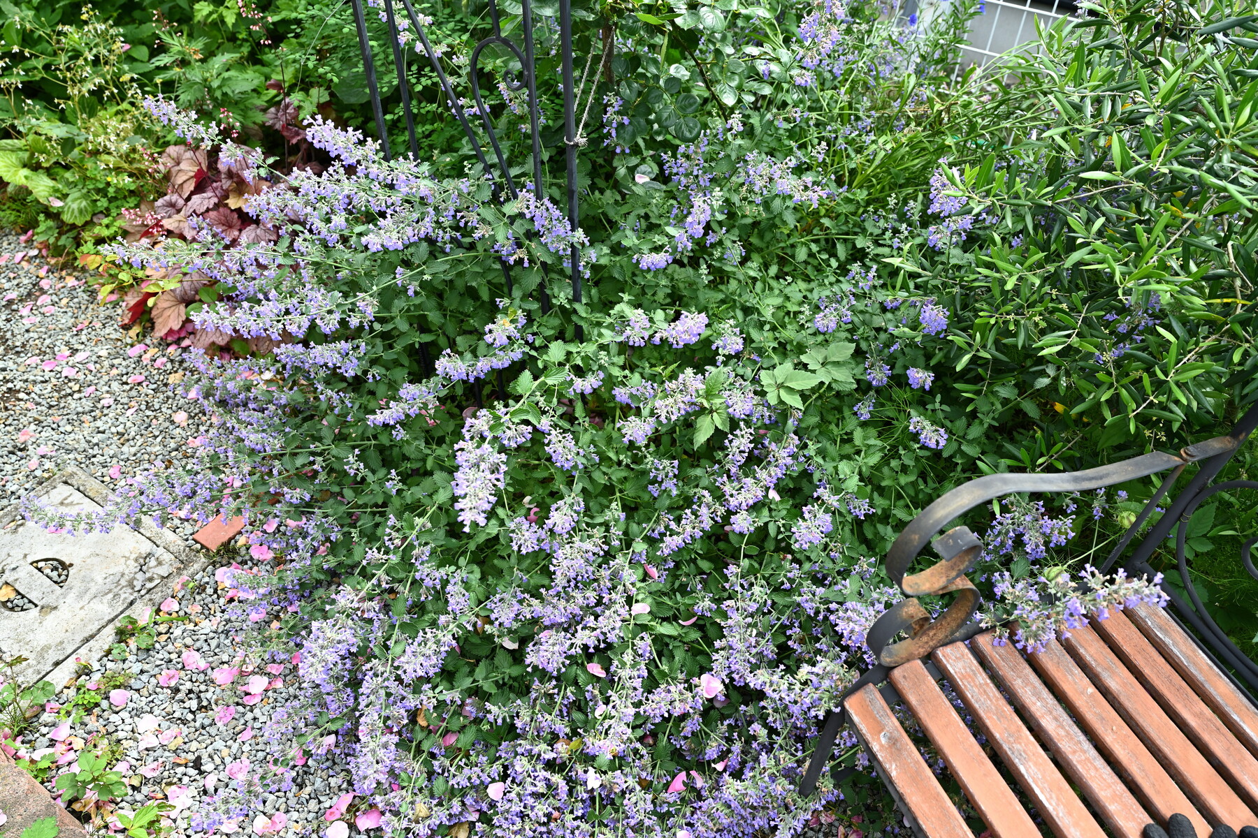 ガーデニング つる薔薇花後剪定 クリントンのひとりごと